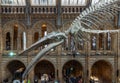 The Blue Whale Skeleton (Hope) A fossil skeleton cast in the main entrance hall of the Natural History Museum Royalty Free Stock Photo