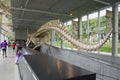 Blue Whale skeleton in museum