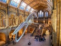 Blue whale skeleton in the Natural history museum atrium, London Royalty Free Stock Photo