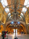 Blue whale skeleton in the Natural history museum atrium, London