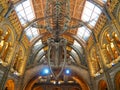 Blue whale skeleton in the Natural history museum atrium, London Royalty Free Stock Photo