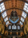 Blue whale skeleton in the Natural history museum atrium, London Royalty Free Stock Photo