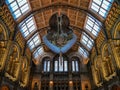 Blue whale skeleton in the Natural history museum atrium, London Royalty Free Stock Photo