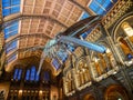 Blue whale skeleton in the Natural history museum atrium, London Royalty Free Stock Photo