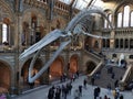 Blue Whale Skeleton at the Natural History Museum, London, England, UK Royalty Free Stock Photo