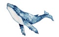 Blue whale watercolor illustration. Hand drawn painting on white background.
