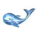 Blue whale. Watercolor illustration. Isolated element on a white background. Royalty Free Stock Photo
