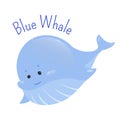 Blue whale on white background.