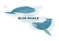 Blue whales underwater. Sketch. Vector illustration with splash texture. Marine mammals. Design for poster Royalty Free Stock Photo