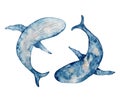 Blue whales watercolor illustration. Hand drawn painting on white background.