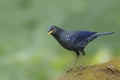Blue Whistling Thrush Bird perching on the rock Royalty Free Stock Photo