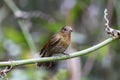 Blue whistling thrush on branch Royalty Free Stock Photo