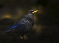 Blue whistling thrush a gorgeous bird in forest