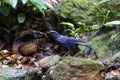 Blue whistling thrush male Royalty Free Stock Photo