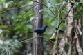 Blue whistling thrush male Royalty Free Stock Photo