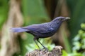 Blue whistling thrush male Royalty Free Stock Photo