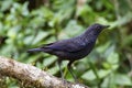 blue whistling thrush male Royalty Free Stock Photo