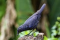 Blue whistling thrush male Royalty Free Stock Photo