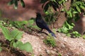 Blue Whistling Thrush