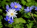 Blue and White Anemone Blanda Grecian Windflowers Royalty Free Stock Photo