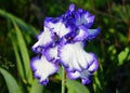 Blue and white bearded iris flower at full bloom Royalty Free Stock Photo