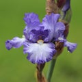 Blue and White Bearded Iris Flower Royalty Free Stock Photo