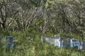 Blue and White Beehives in Australian Forest