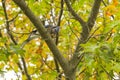 Northern Blue Jay with Acorn Royalty Free Stock Photo