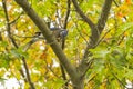 Northern Blue Jay Trying to Split Acorn Royalty Free Stock Photo