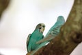 Blue and white Budgerigar parakeet bird Melopsittacus undulatus Royalty Free Stock Photo