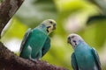 Blue and white Budgerigar parakeet bird Melopsittacus undulatus Royalty Free Stock Photo