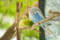 blue and white budgerigar parrot close up sits on tree branch Royalty Free Stock Photo