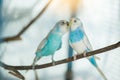 Blue and white budgerigar parrot close up sits on tree branch Royalty Free Stock Photo