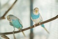 blue and white budgerigar parrot close up sits on tree branch Royalty Free Stock Photo