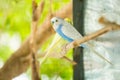 Blue and white budgerigar parrot close up sits on tree branch Royalty Free Stock Photo