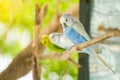 blue and white budgerigar parrot close up sits on tree branch Royalty Free Stock Photo