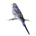 Blue and white budgie