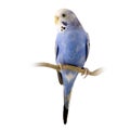 Blue and white budgie