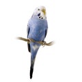 Blue and white budgie