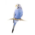 Blue and white budgie