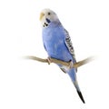 Blue and white budgie