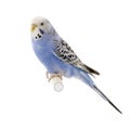 Blue and white budgie