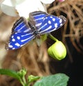 Blue and White Butterfly Royalty Free Stock Photo