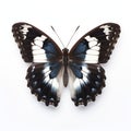 White Admiral Butterfly: Stunning Artistic Capture On White Background