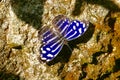 Blue and white butterfly on a rock background Royalty Free Stock Photo