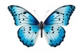 Blue white butterfly with spread wings cut out on a white background. Generative AI illustration Royalty Free Stock Photo