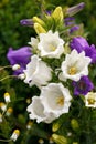 Blue and white campanula Canterbury bells flowers in full bloom in summer cottage garden Royalty Free Stock Photo