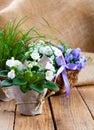 Blue and white Campanula terry flowers, and white Saintpaulias