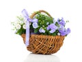 Blue and white Campanula terry flowers