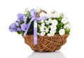 Blue and white Campanula terry flowers